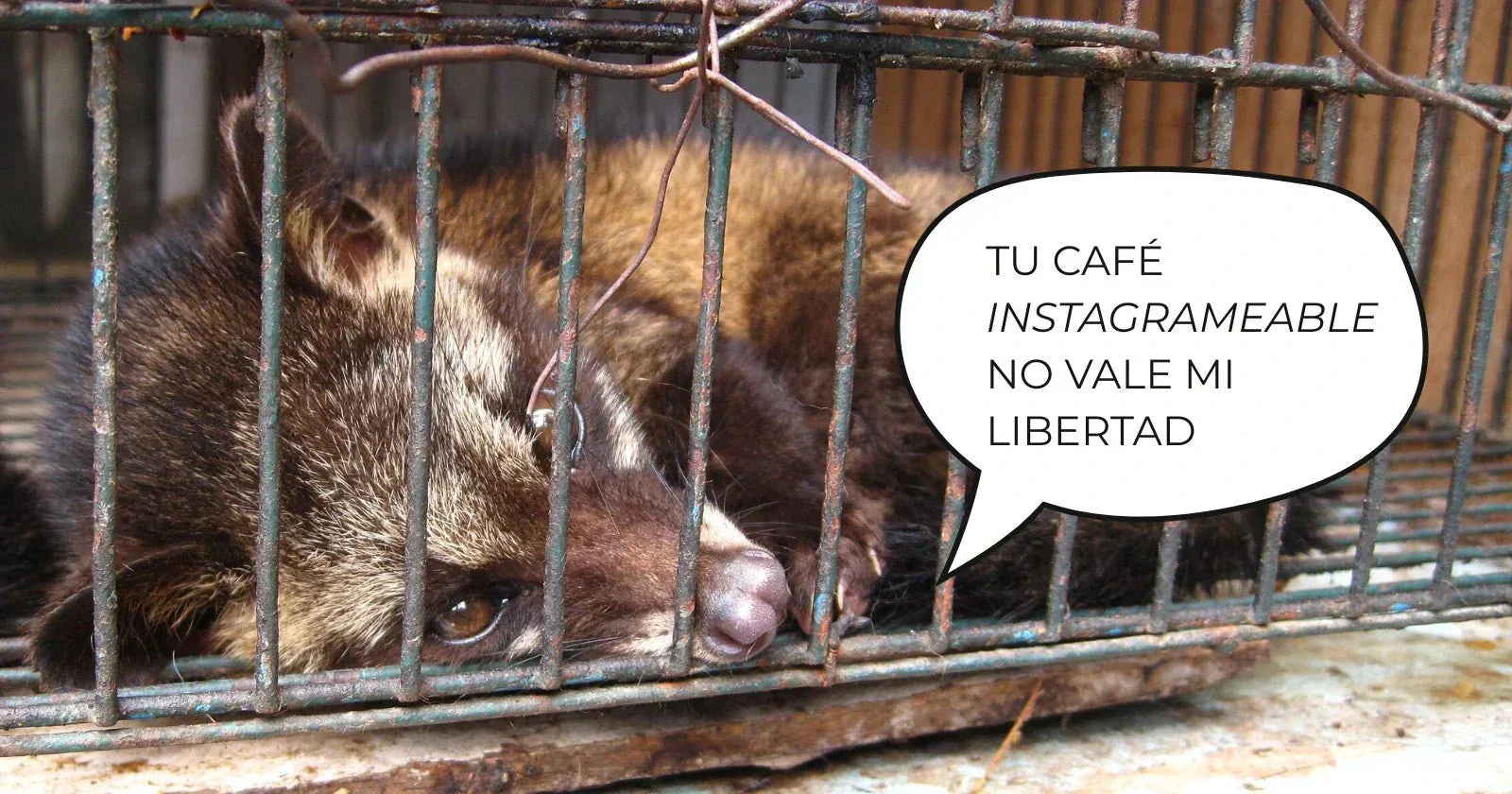 El café más caro del mundo: la verdad detrás del “café de caca” y el cruel negocio que nadie te cuenta - Café Sin Filtro