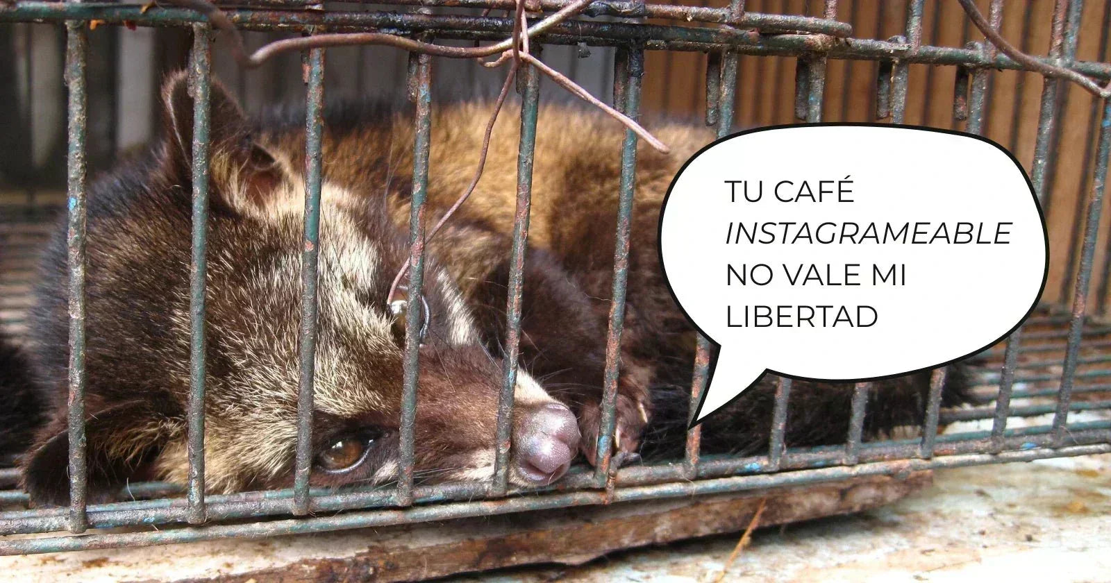 El café más caro del mundo: la verdad detrás del “café de caca” y el cruel negocio que nadie te cuenta - Café Sin Filtro