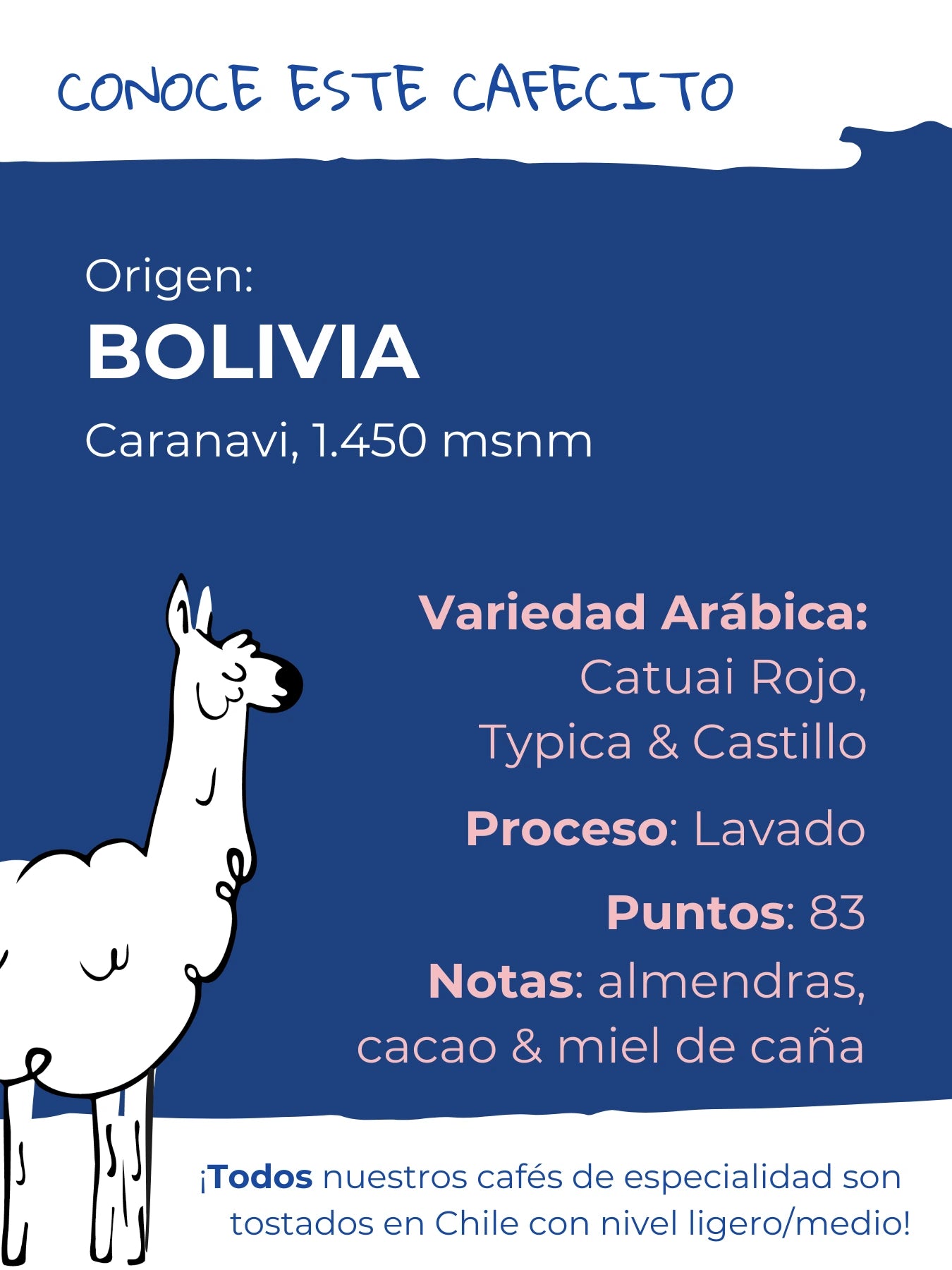 Bolivia Blend Dulce | Café de Especialidad Tostado en Chile