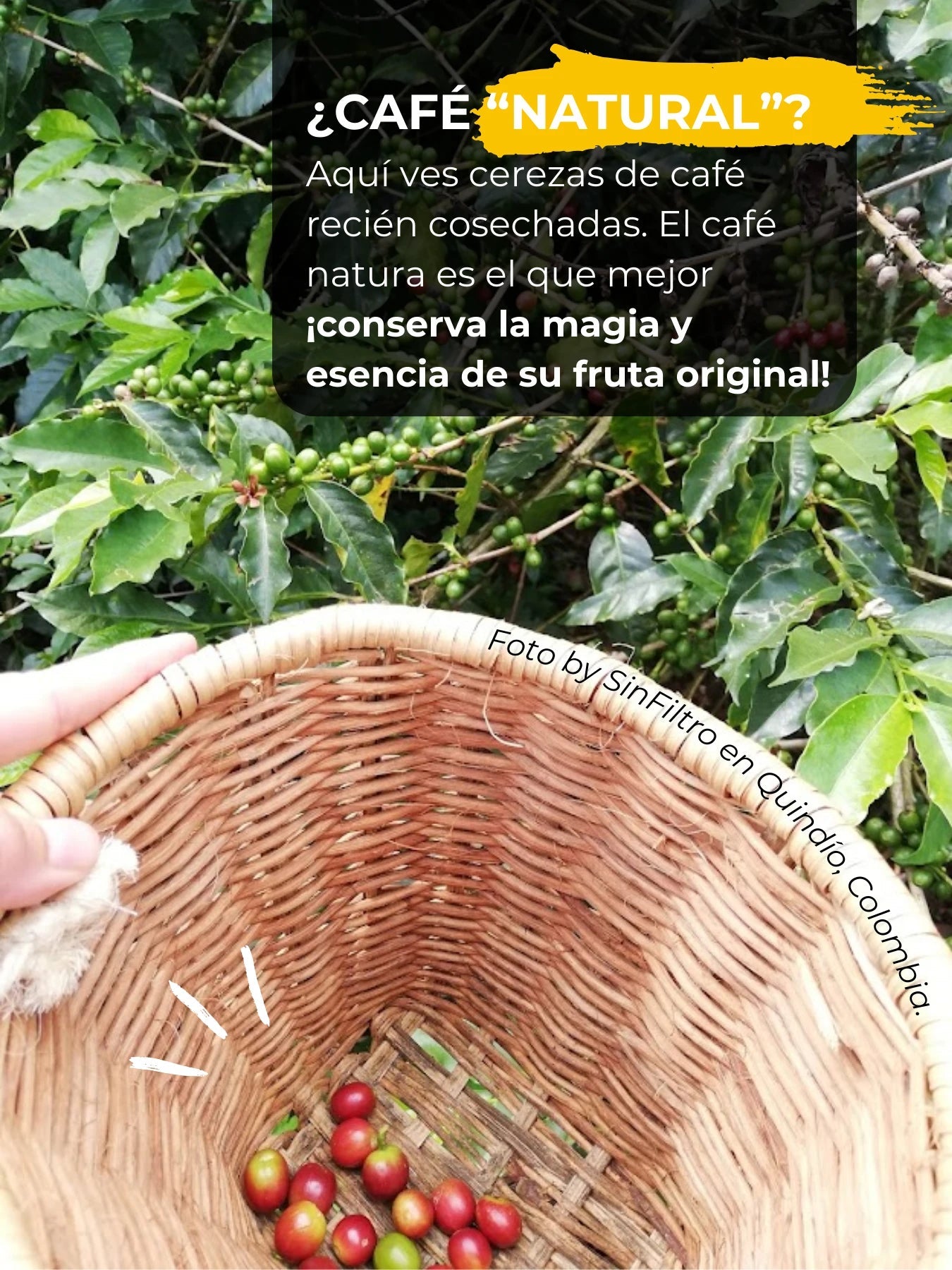 Café de especialidad Colombia Natural | Exótico, Frutal - Café Sin Filtro