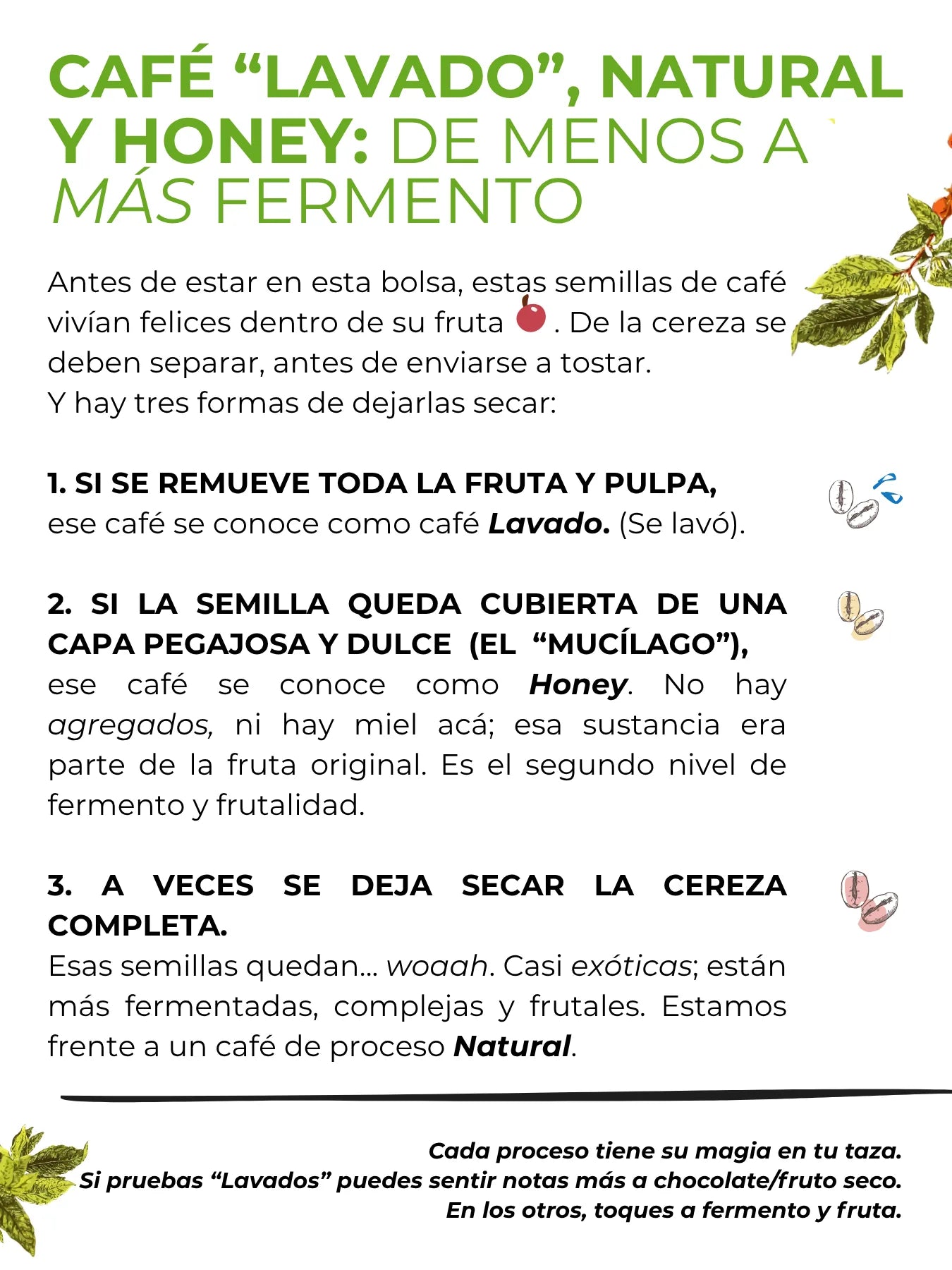 Café lavado, natural y honey: de menos a más fermento