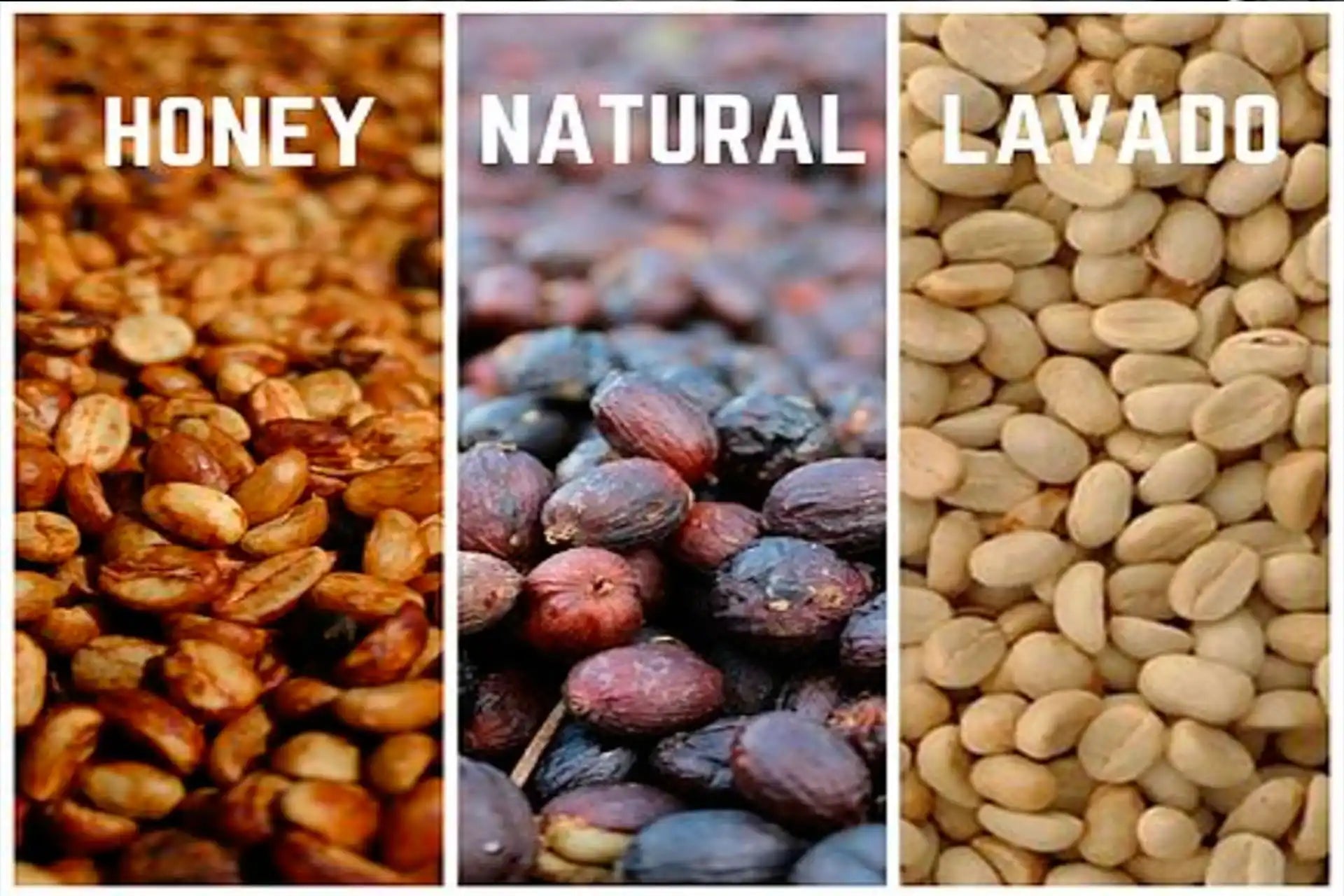 Café de Proceso Natural: qué es, a qué sabe y por qué es el café más honesto que puedes tomar ☕ - Café Sin Filtro