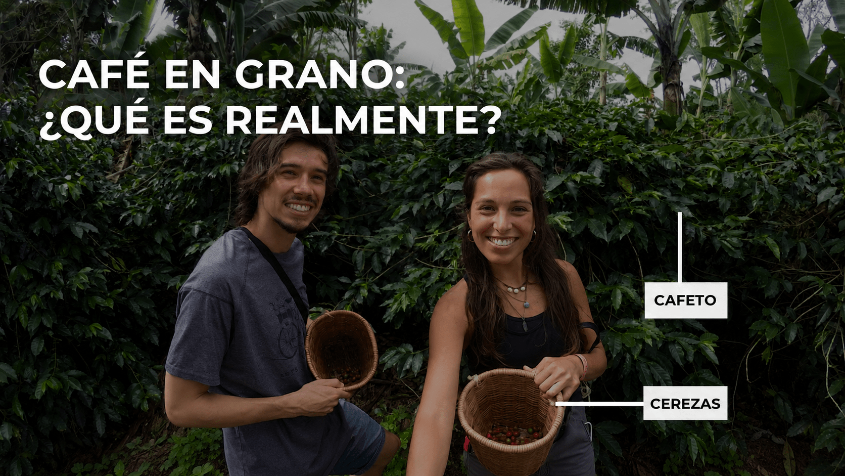 Café en grano: qué es realmente y cómo elegir uno bueno - Café Sin Filtro