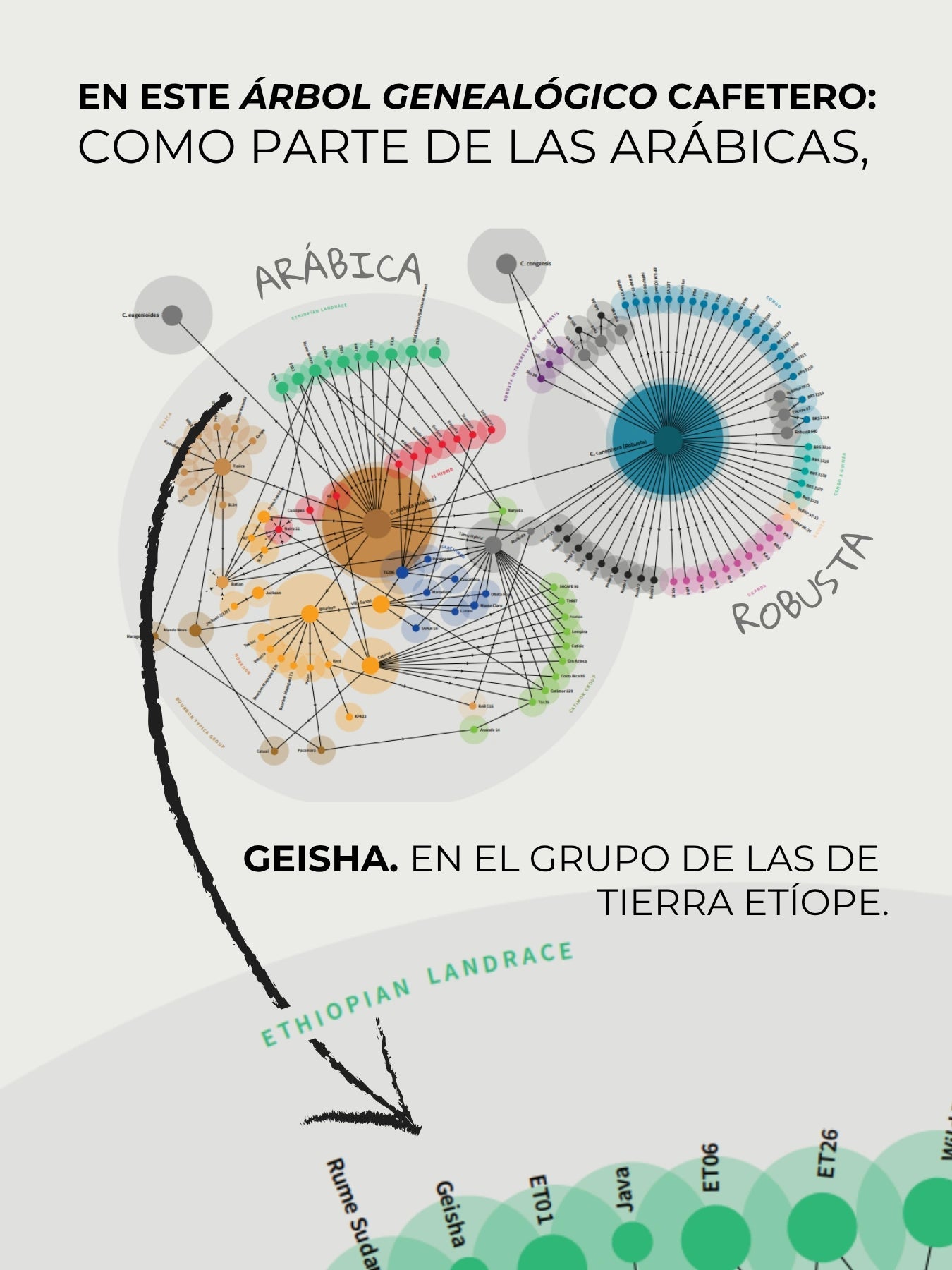 Bolivia Geisha Natural | Edición MUY Limitada - Café Sin Filtro