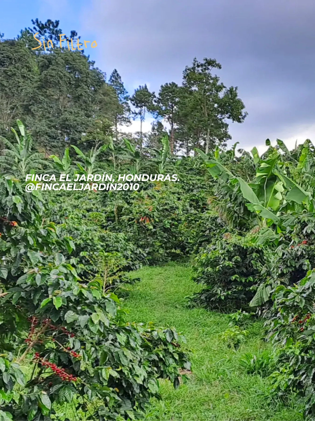 Café Honduras Honey - Café Sin Filtro