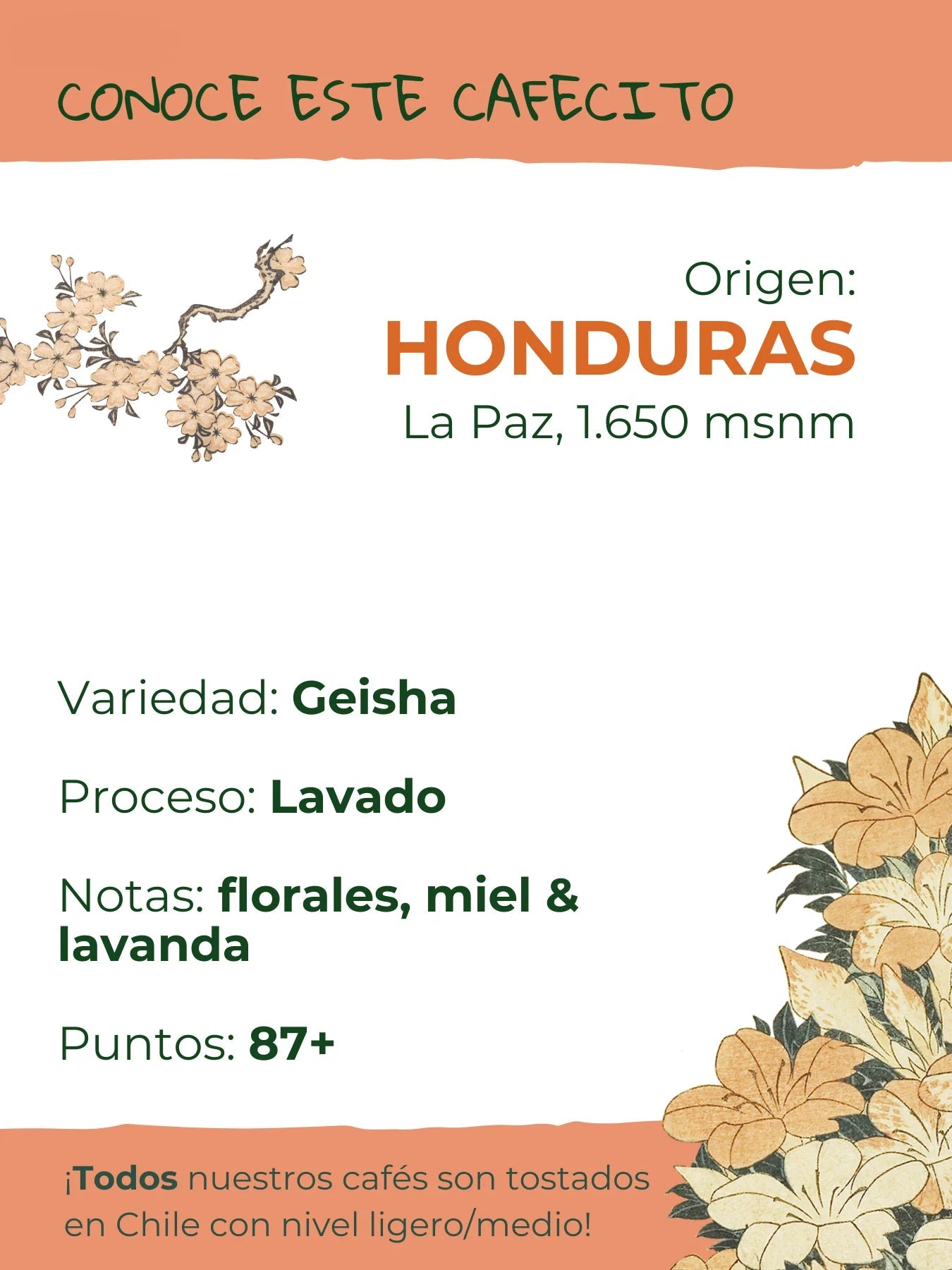 Honduras Geisha | Café de Especialidad Tostado en Chile - Café Sin Filtro