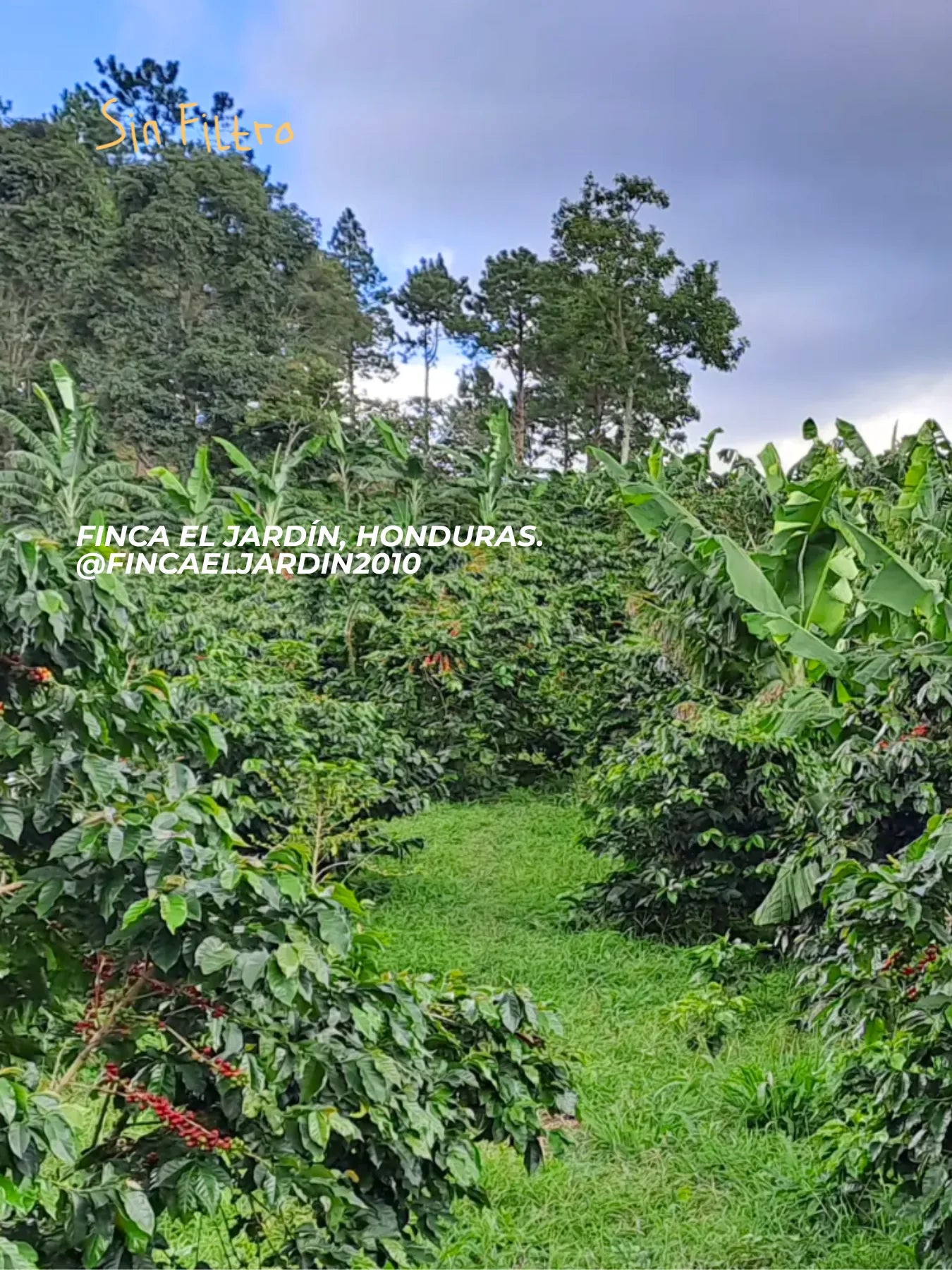 Finca El Jardín, Honduras — origen del Café Honduras Honey